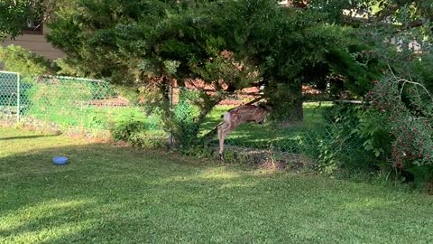 A Lost Fawn Struggles to Find Gate Opening