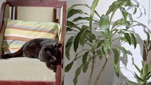 ....-CAT LOVER....