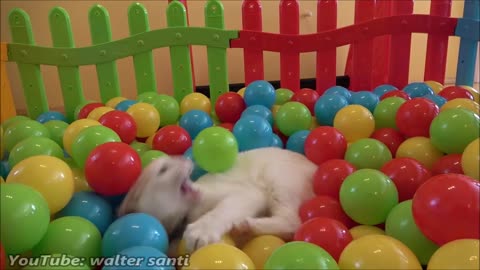 Two Cats and 500 Balls in a Ball Pit !!