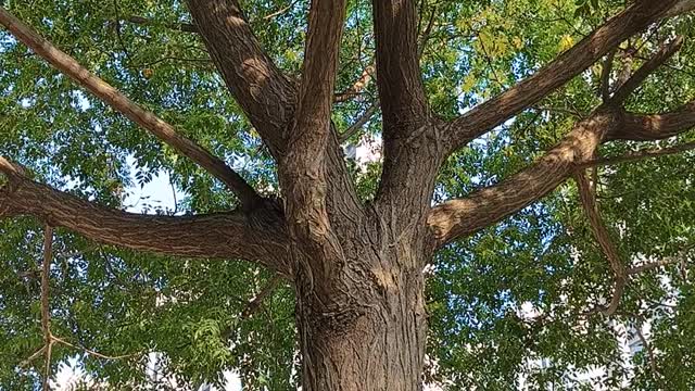 Look at the tree. It's full of life