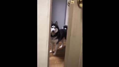 BABY ANIMALS VIDEO COMPILATIONS