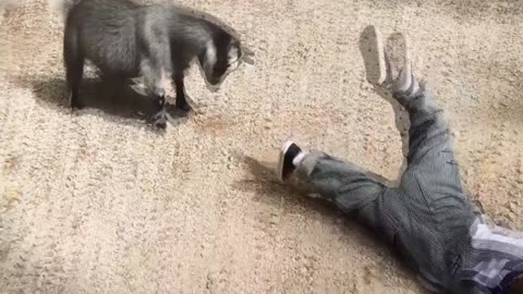 🤣 Funniest Kids & Animals Awesome Funny Pet Animals Videos 😇 -4