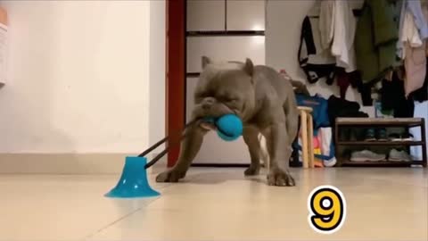 Top Animal Videos _ Try Not To Laugh or Grin While Watching Funny Animals Compilation #39
