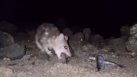 Quoll stealing my bait