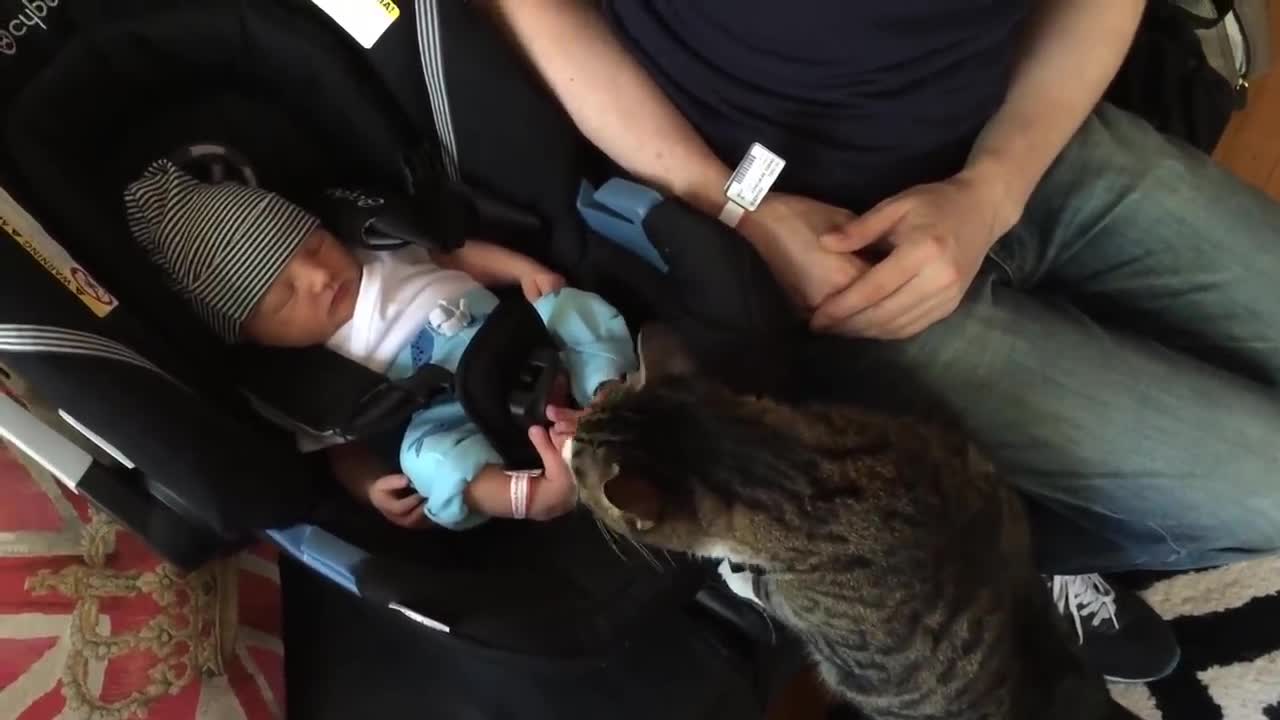 Cat meeting babies for first time compilations