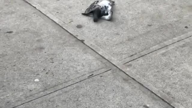 Hawk Catches Pigeon in New York