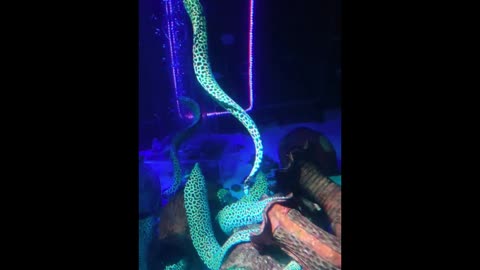 The fish are like slender ribbons