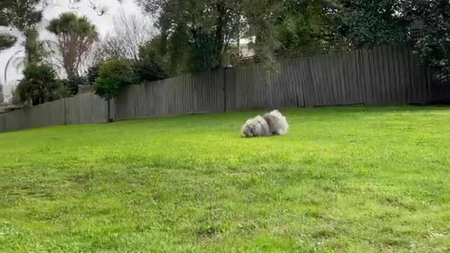 🔥Funniest Dogs will make you laugh all day long | Instagram Reels and Tiktok Videos | Desi animals 🔥