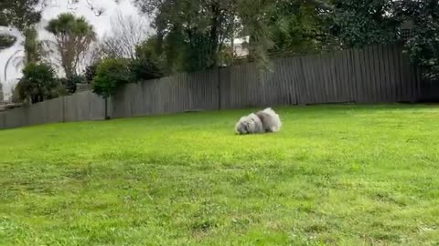 🔥Funniest Dogs will make you laugh all day long | Instagram Reels and Tiktok Videos | Desi animals 🔥