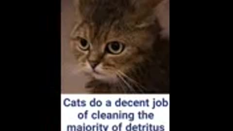 How and when to bath a cat