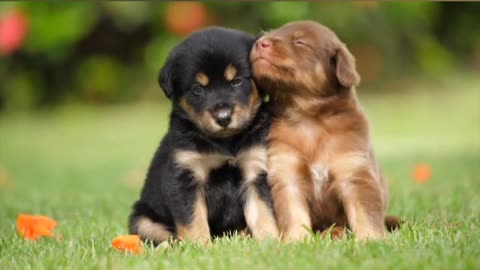 Dog sound effect-dog funny video #dogs #pet #sound #shorts #short