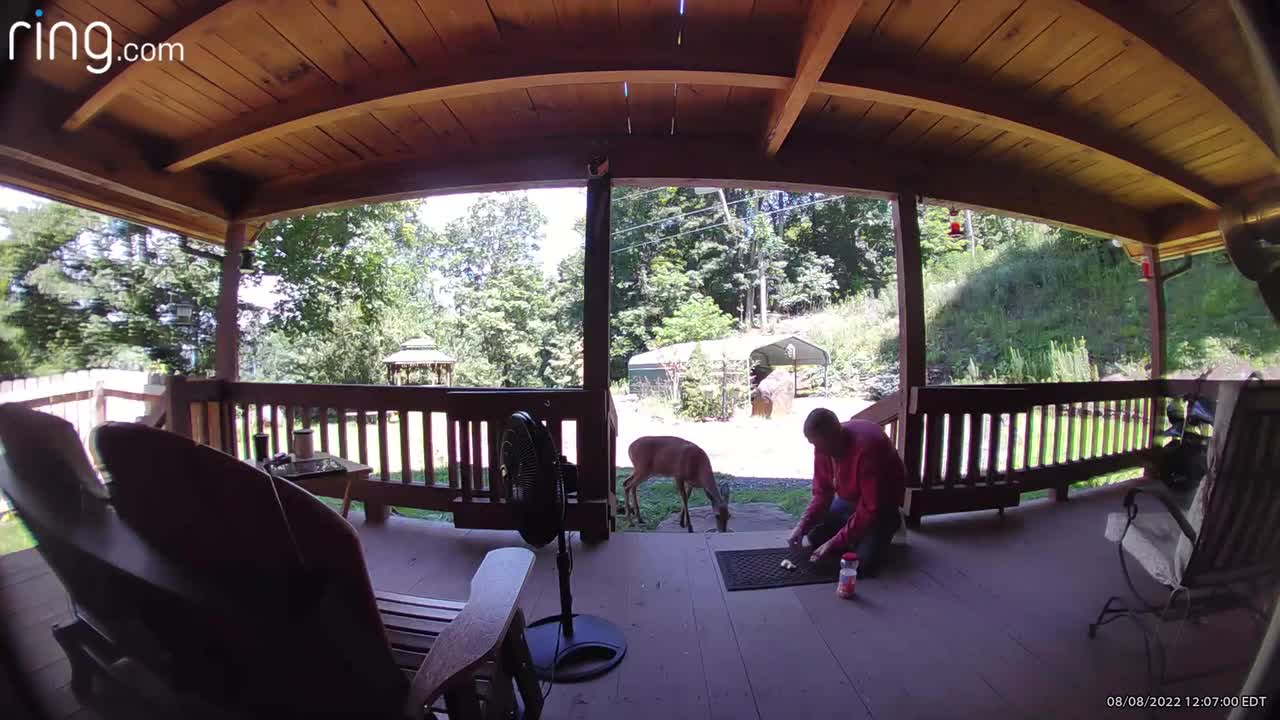 Deer Appalachia NW NC at The Treehouse 🌳 always room at the inn for a hungry stranger 🦌 #ringtv