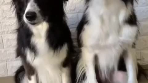 Funny Animals