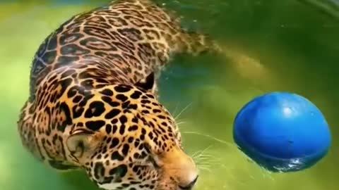 Jaguar and Lion Cooling Off! AMAZING
