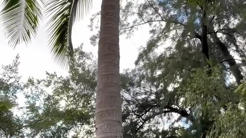 three dimensional painting on tree
