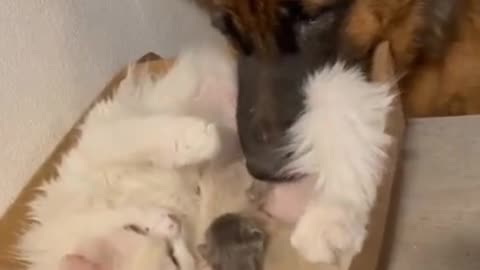 a different family