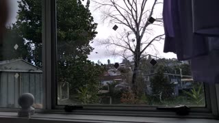 Doves and Sparrows