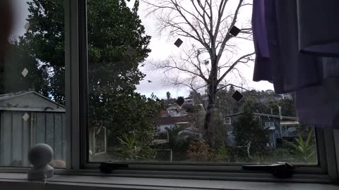Doves and Sparrows