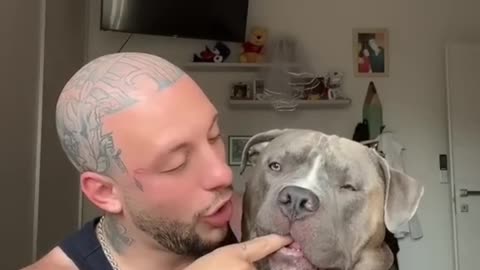 Dog Fun Videos