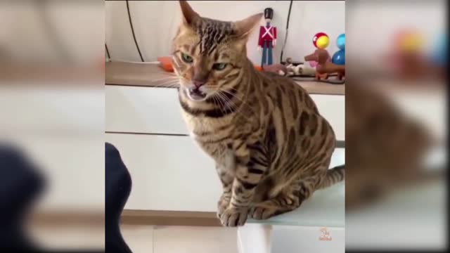 Baby cat's - cute and funny videos
