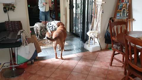 dogs Christmas