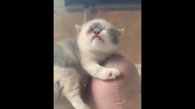 blind kitten wants milk