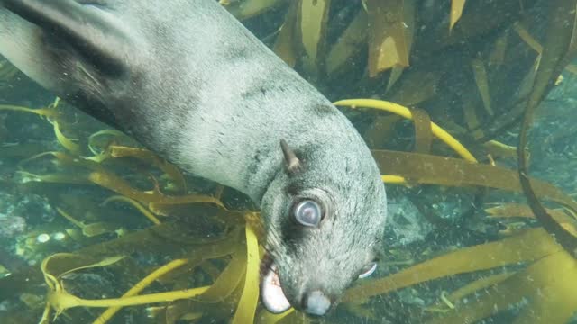 Ocean Animals || Atlantick Ocean Animals ||