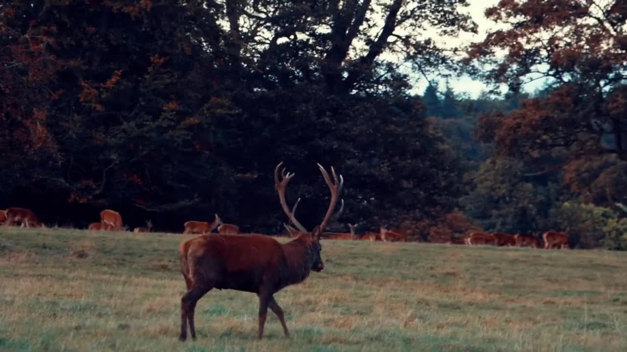 Wildlife in our fields.