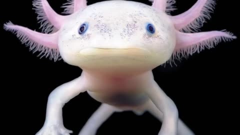 Unbelievable Animal Anomalies That Left Scientists Confused_Full-HD