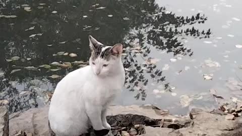 Cutest Cat 😺 Video By Kingdom of Awais
