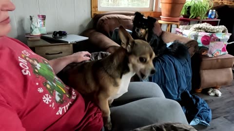 molly& buster burp #shorts