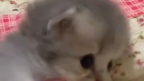 Cute Cat
