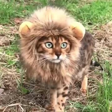 Like the fun to play