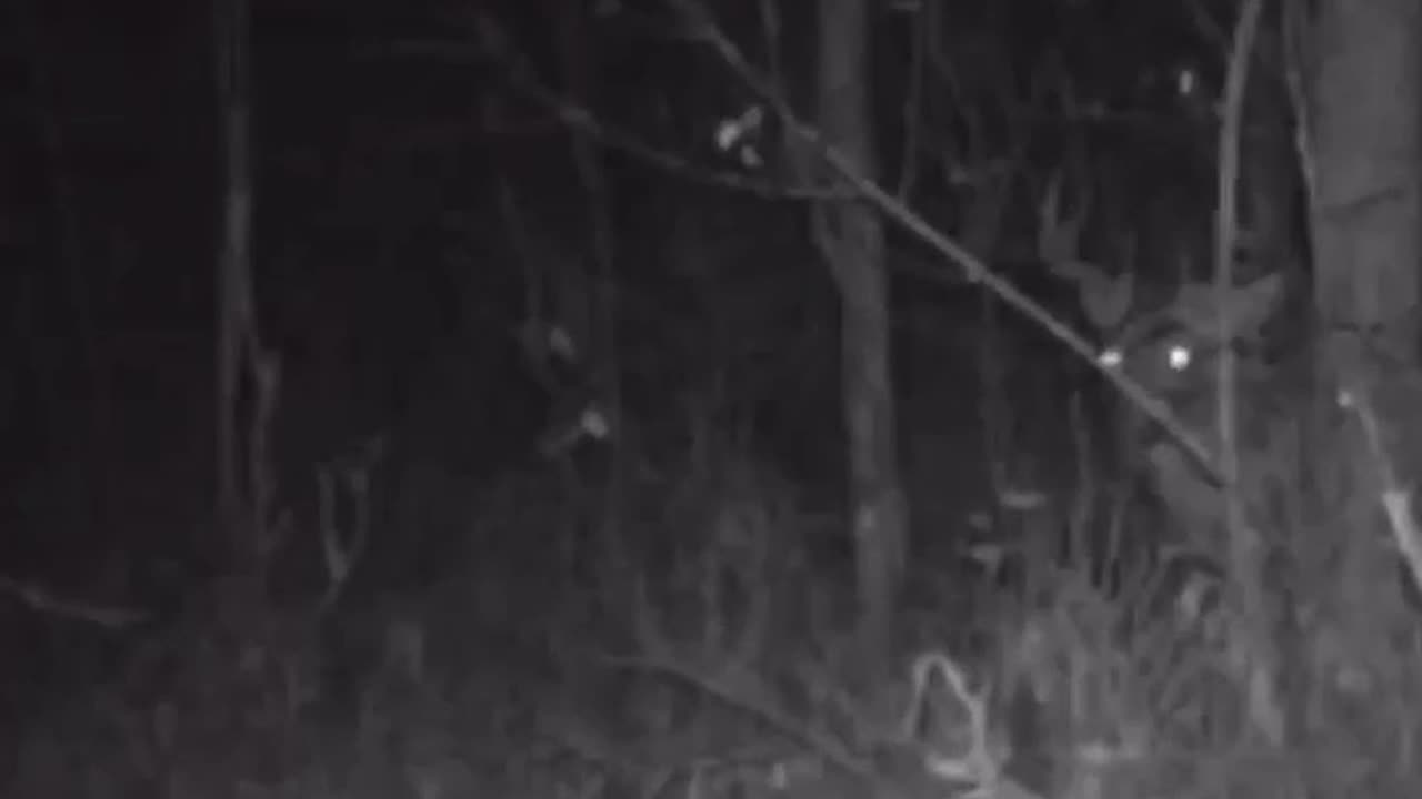 3 days left! #deer #shorts #hunting #trailcam #trailcamera #bucks