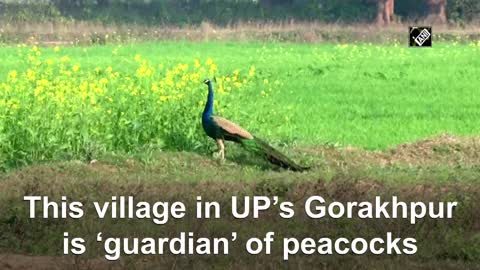 This village in UP's Gorakhpur is 'guardian' of peacocks part 5