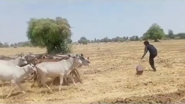 Cows obying owner and play with all