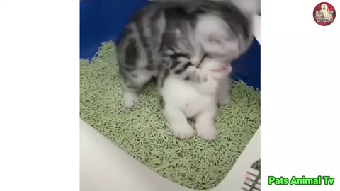 Baby Cat ❤ Cute and Funny Cat Videos Compilation #1