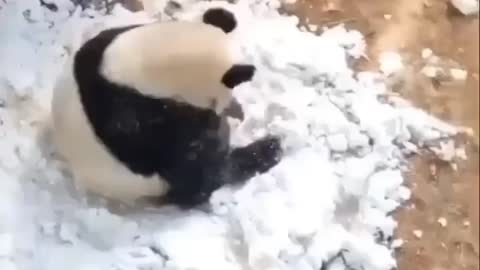Panda doing Exercise at Morning.