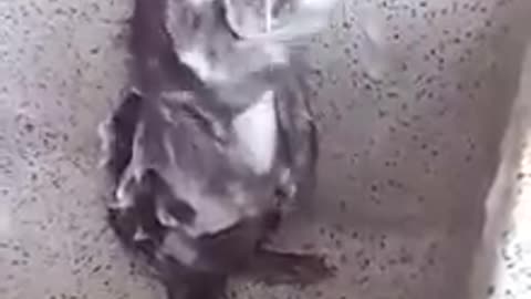 rat taking a bath