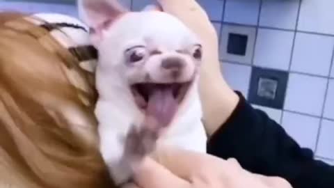This little guy is really cruel