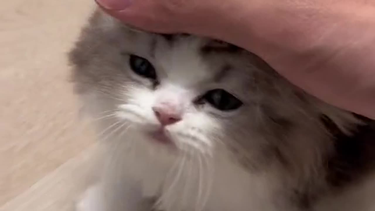 CAT LOVE MOMENT