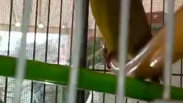 The bird tweets in an amazing voice