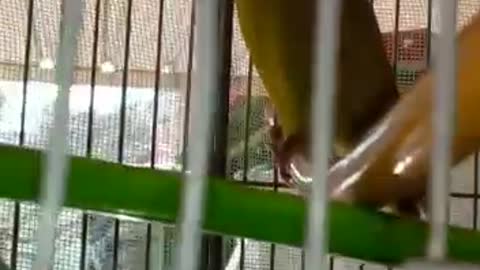 The bird tweets in an amazing voice