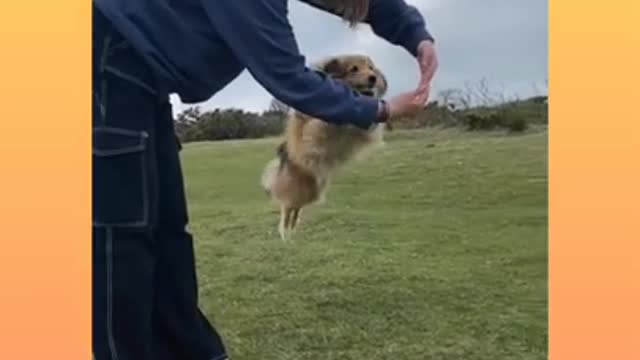 Dog jumping video