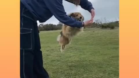 Dog jumping video