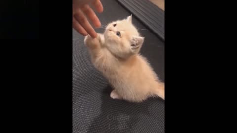 Baby pets funny video