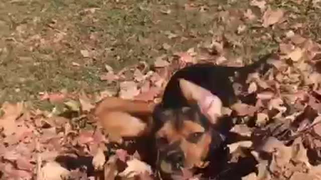 Brown dog jumping on pile of leaves and poking head out
