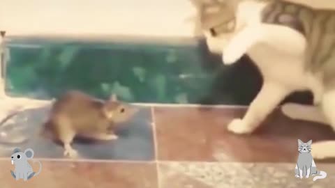 Funny Cat & Mouse Cat hates mouse, repeatedly attacks