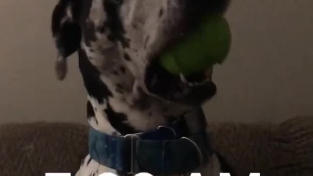 Blue Great Dane Dog Funny Videos 159 - The Great Dane Puppies Video - Great Dane Compilation