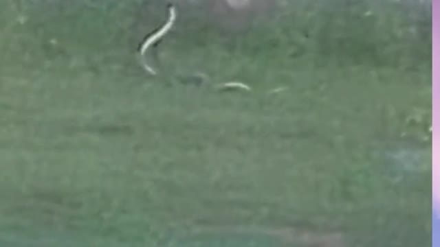 snakes playing